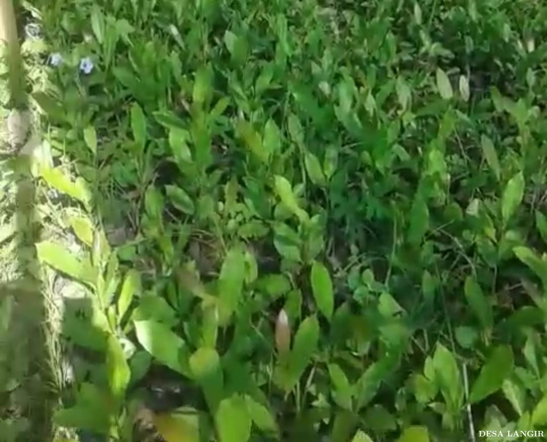 PEMBIBITAN JAMBU METE